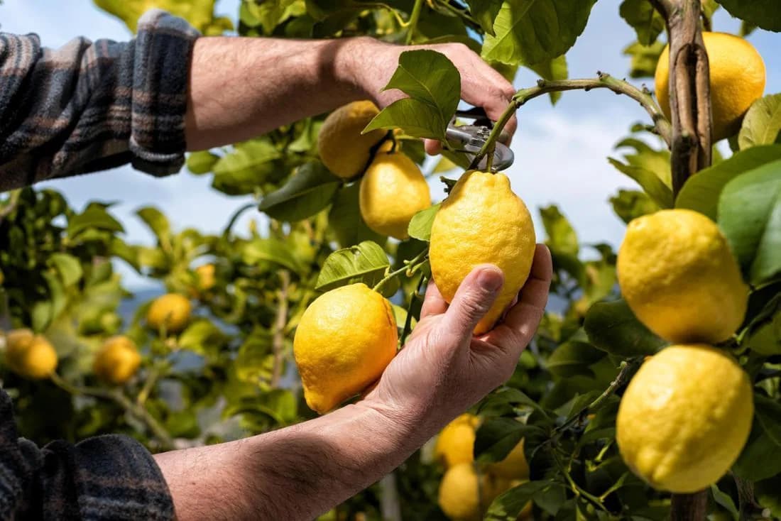 Raccolta dei limoni in un limoneto della Costiera