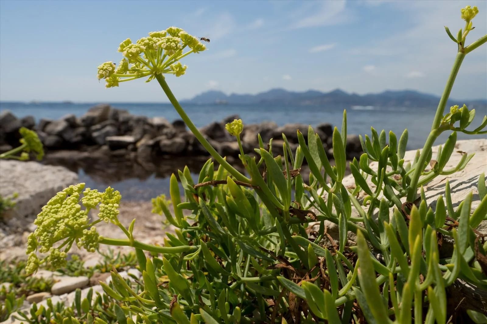 Finocchio marino sulla costa campana, tra rocce e mare