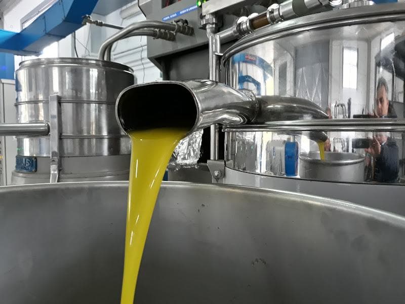 Olive campane, materia prima da cui nasce l'olio