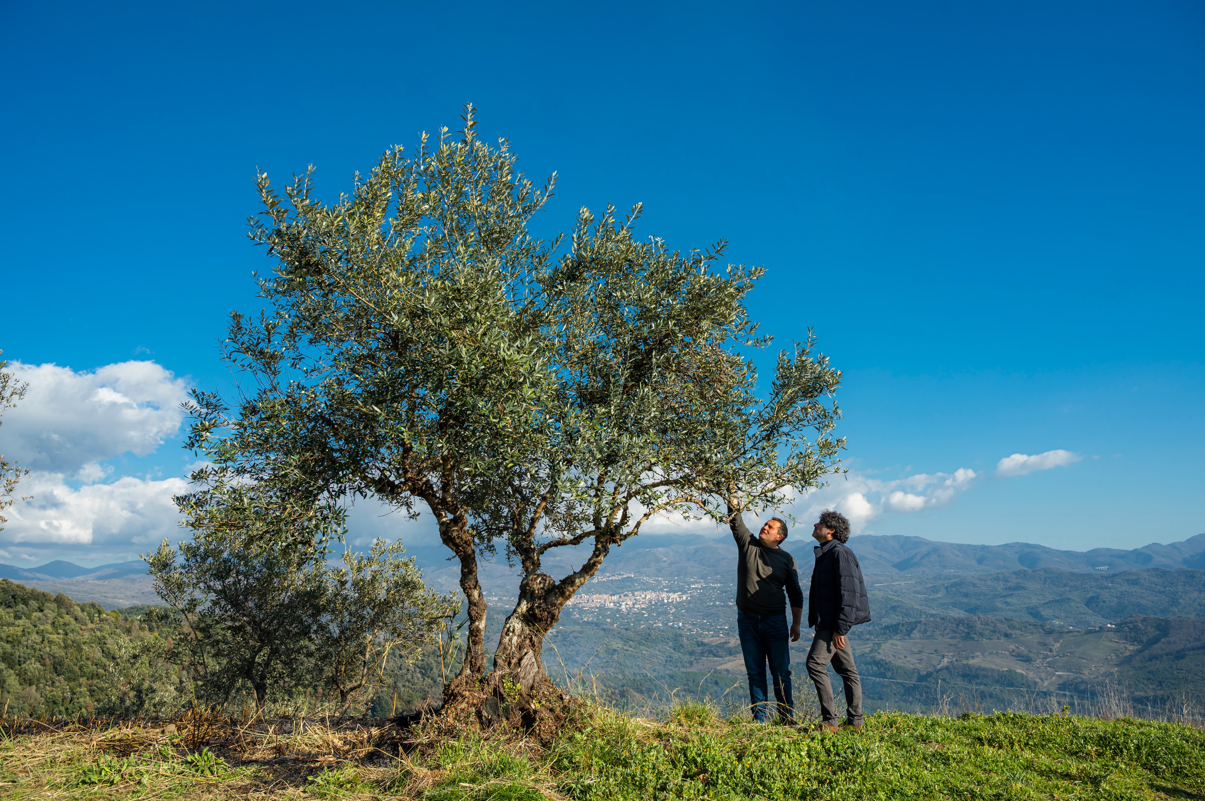 Ulivo e paesaggio mediterraneo